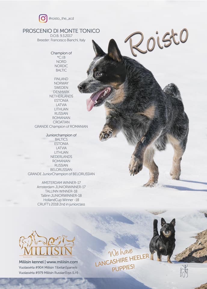 Stream {READ/DOWNLOAD} ⚡ Il Crearicordi - Dog Edition: 50 attività per  vivere con il tuo cane momenti ind by Sanderford
